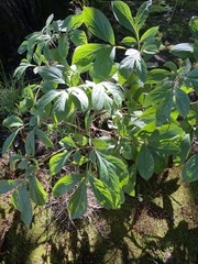 Paeoniaceae