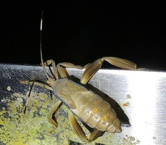 Pseudomictis distinctus