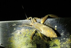 Pseudomictis distinctus