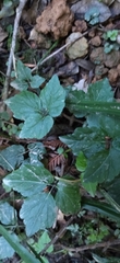 Knowltonia vesicatoria