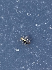 Liocoris tripustulatus