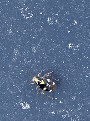 Liocoris tripustulatus