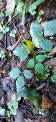 Knowltonia vesicatoria