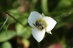 Megachile