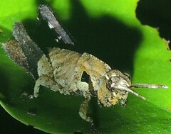 Traulia orientalis