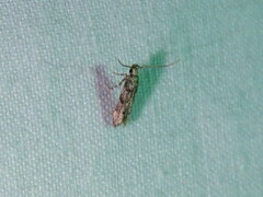 Coleotechnites australis