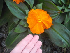 Chamaecostus cuspidatus