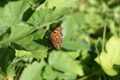Polygonia faunus