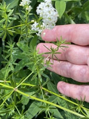 Galium mollugo
