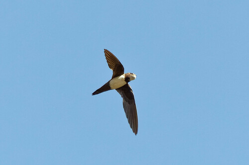 Vencejo real (Tachymarptis melba)
