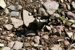Limenitis weidemeyerii × lorquini