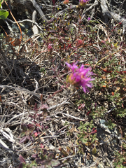 Monardella purpurea