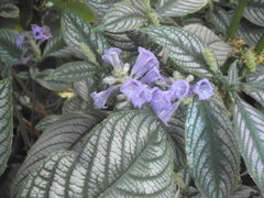 Strobilanthes auriculata dyeriana