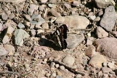 Limenitis weidemeyerii × lorquini