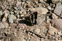 Limenitis weidemeyerii × lorquini