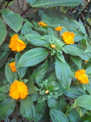 Chamaecostus cuspidatus