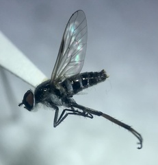 Ozodiceromyia argentata