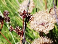 Juncus maritimus