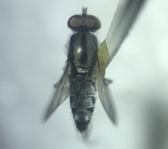 Ozodiceromyia argentata