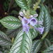 Strobilanthes auriculata - Photo (c) Stephen Thorpe, some rights reserved (CC BY-NC), uploaded by Stephen Thorpe