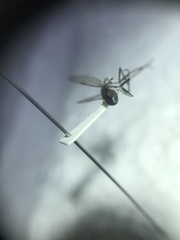 Ozodiceromyia argentata