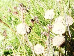 Juncus maritimus