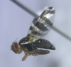 Rhagoletis cingulata