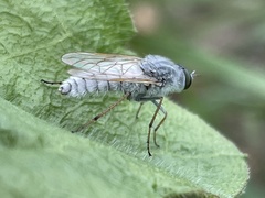 Pandivirilia