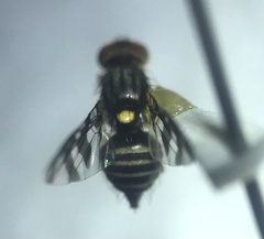Rhagoletis cingulata