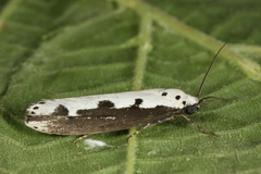 Ethmia bipunctella