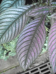 Strobilanthes auriculata dyeriana