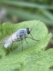 Pandivirilia