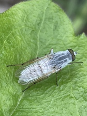 Pandivirilia