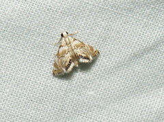 Eoparargyractis irroratalis