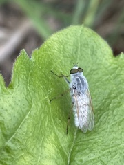 Pandivirilia