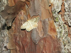 Macaria distribuaria