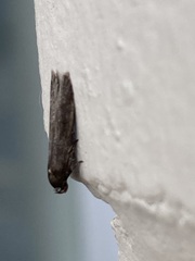 Athetiina