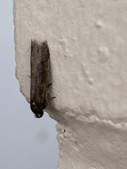 Athetiina