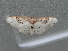 Idaea mustelata