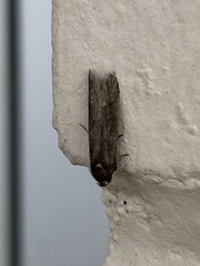 Athetiina