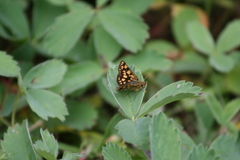 Carterocephalus skada