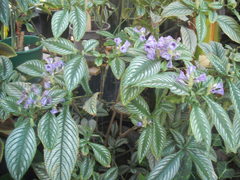 Strobilanthes auriculata dyeriana