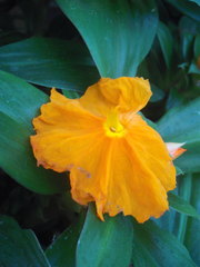 Chamaecostus cuspidatus