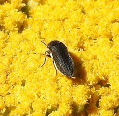 Acmaeoderella