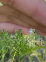 Myosotis arvensis