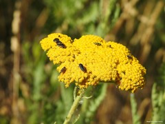 Acmaeoderella