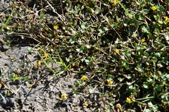 Ranunculus hyperboreus