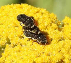 Acmaeoderella flavofasciata