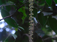 Picramnia antidesma