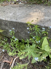 Myosotis arvensis
